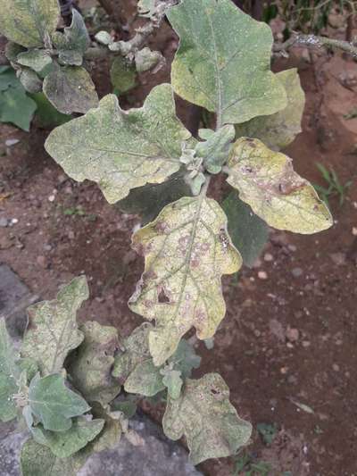 Spider Mites - Brinjal