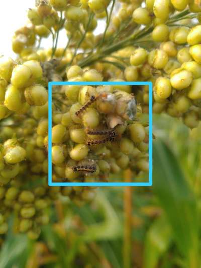 Hairy Caterpillars - Sorghum