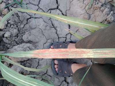 Sugarcane Leaf Mite - Sugarcane