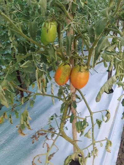 Tomato Late Blight - Tomato