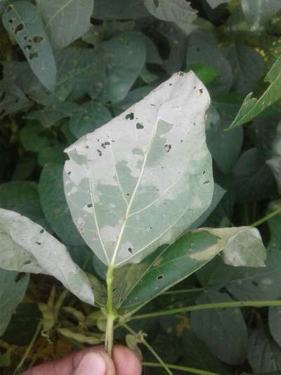 Leaf Variegation - Soybean