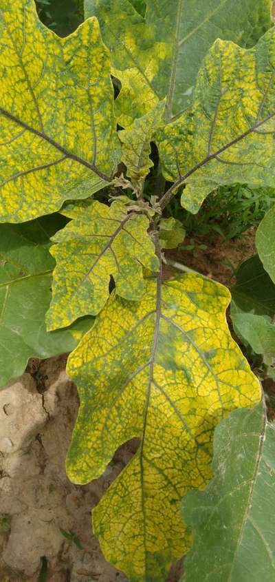 Tobacco Mosaic Virus - Brinjal