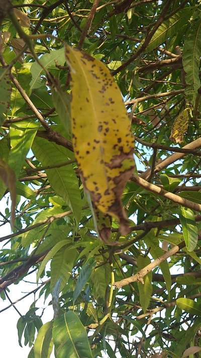 Phoma Blight - Mango