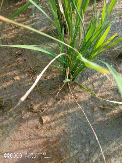 Asiatic Rice Borer - Rice