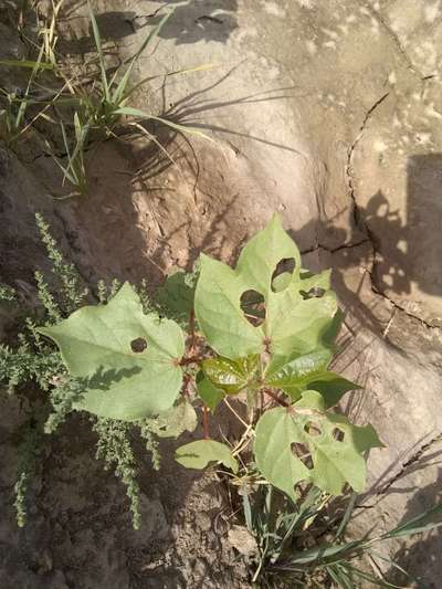 Flea Beetles - Cotton