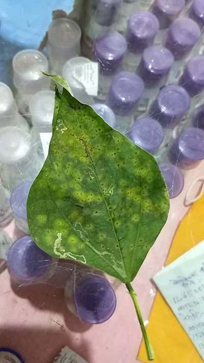 Leaf Miner Flies - Capsicum & Chilli