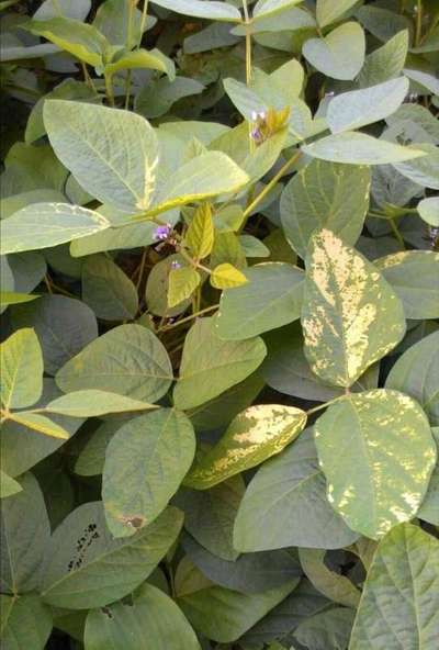 Leaf Variegation - Soybean