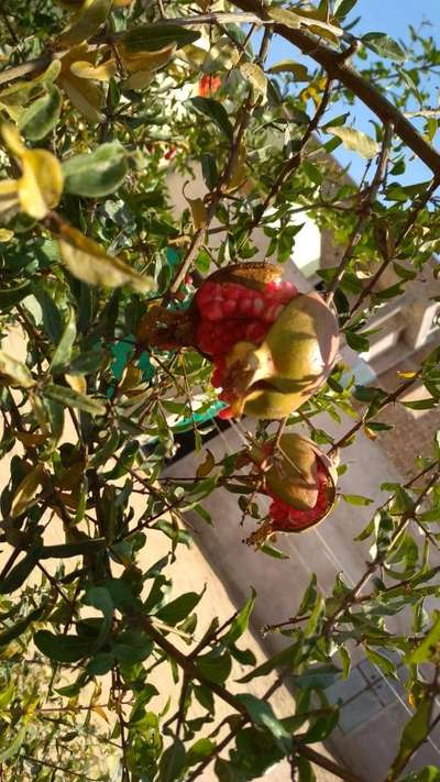 Boron Deficiency - Pomegranate