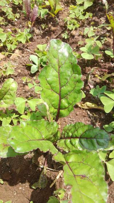 Cercospora Leaf Spot of Beet - Brinjal