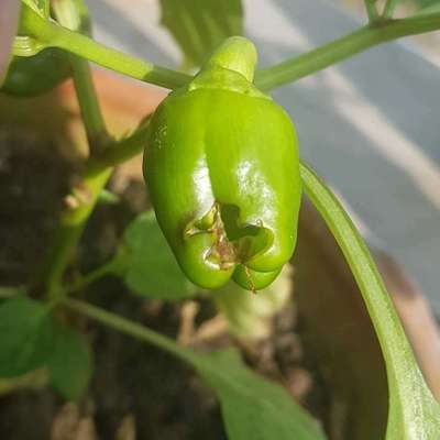 Helicoverpa Caterpillar - Capsicum & Chilli