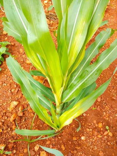 Iron Deficiency - Maize