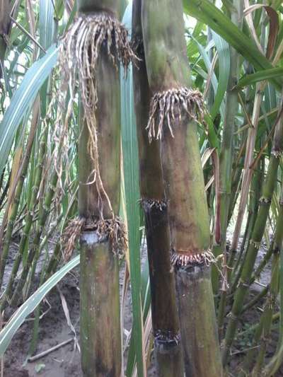 Yashirin kamera porno Ulyanovsk