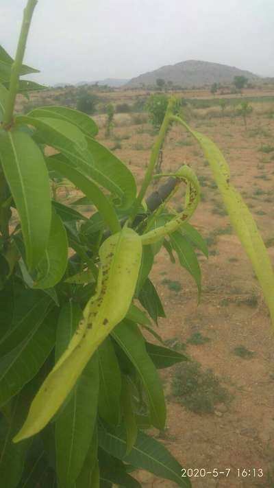 మామిడి లో టెంక  తొలుచు పురుగు - మామిడి