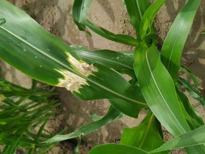 ಮೆಕ್ಕೆ ಜೋಳದ ಮಾರಕ ನೆಕ್ರೋಸಿಸ್ ರೋಗ - ಮೆಕ್ಕೆ ಜೋಳ