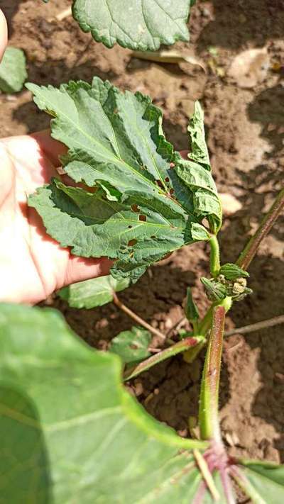 Bacterial Wilt - Okra