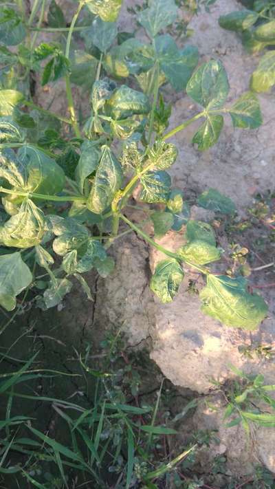 Spider Mites - Bean