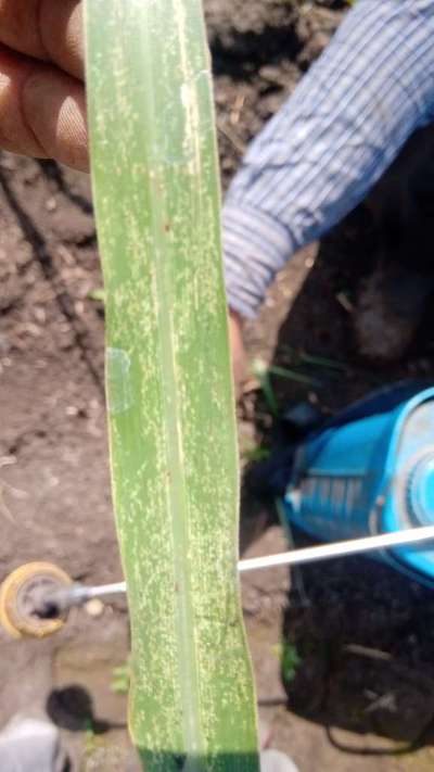 Leaf Miner Flies - Sugarcane