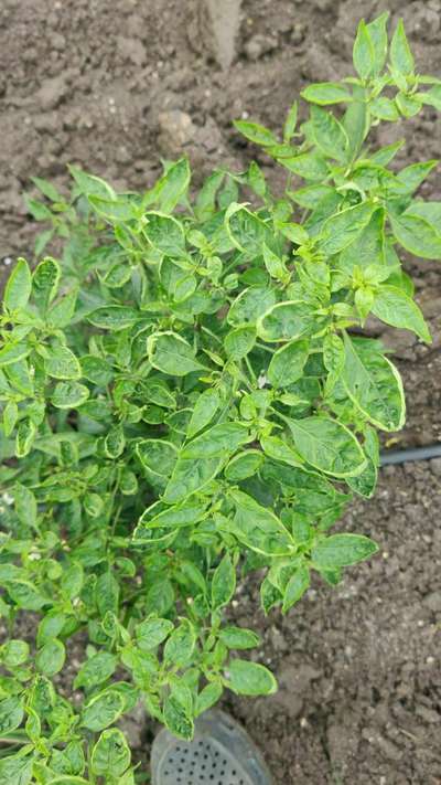 Whiteflies - Capsicum & Chilli