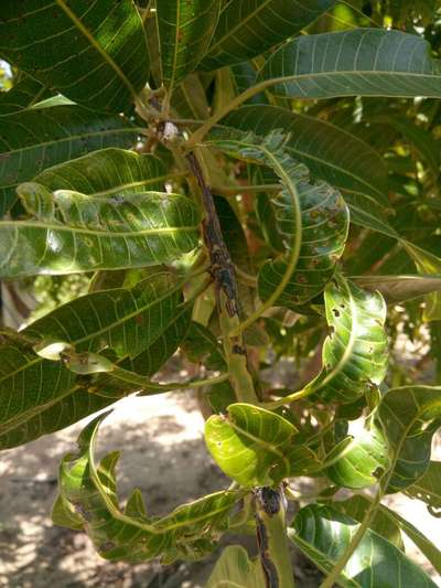 Mango Nut Weevil - Mango