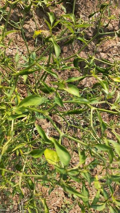 Chilli Thrips - Capsicum & Chilli