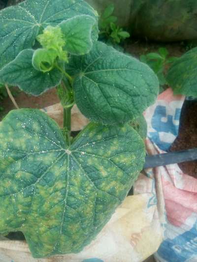 Brown Mite - Cucumber