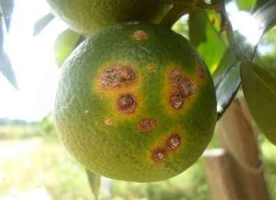 Citrus Canker - Citrus