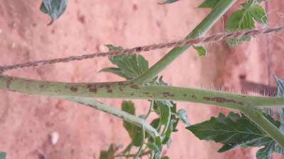 ಚುಕ್ಕೆ ರೋಗ/ಆಂತ್ರಾಕ್ನೋಸ್ - ಟೊಮೆಟೊ