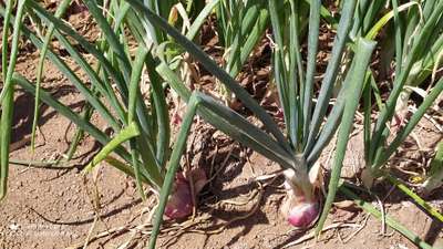 Iron Deficiency - Onion