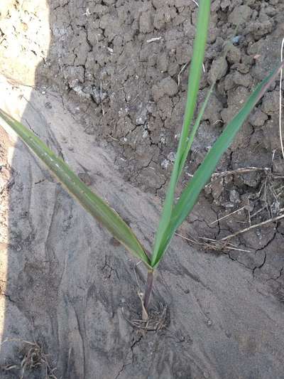 Phosphorus Deficiency - Sugarcane