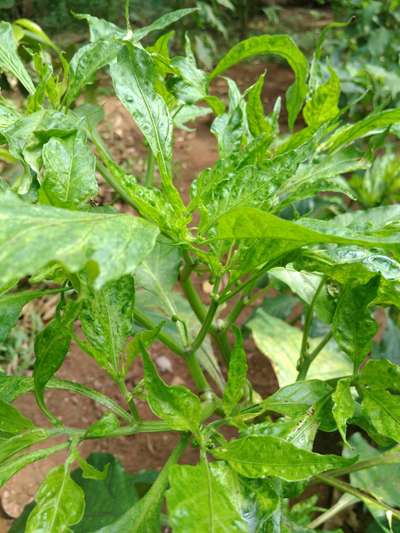 Pesticide Burn - Capsicum & Chilli