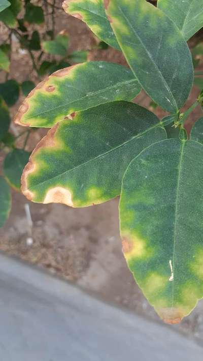 Potassium Deficiency - Citrus