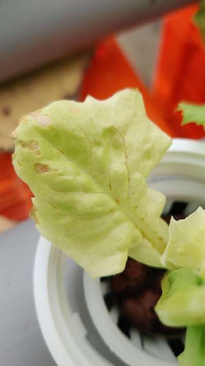 Nitrogen Deficiency - Lettuce