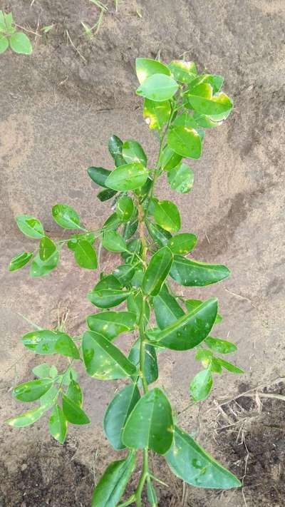 Alternaria Brown Spot - Citrus