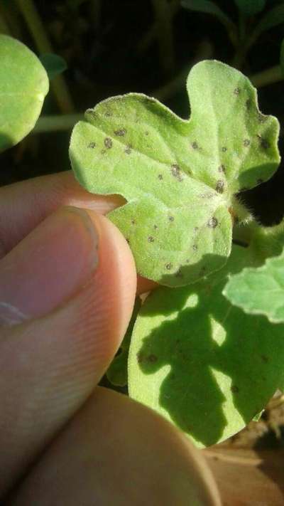 Anthracnose of Cucurbits - Melon