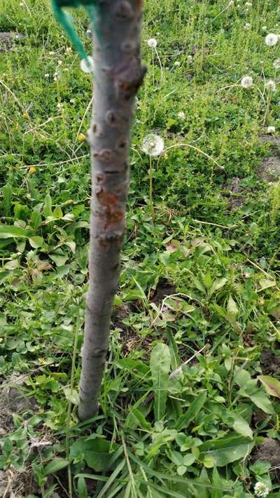 Fruit Tree Canker - Apple