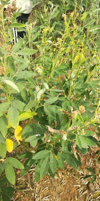 Gram Pod Borer - Pigeon Pea & Red Gram