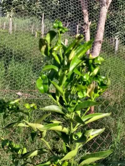 Pulgão Verde dos Citros - Citros