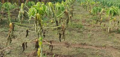 Phytophthora Crown and Root Rot - Papaya