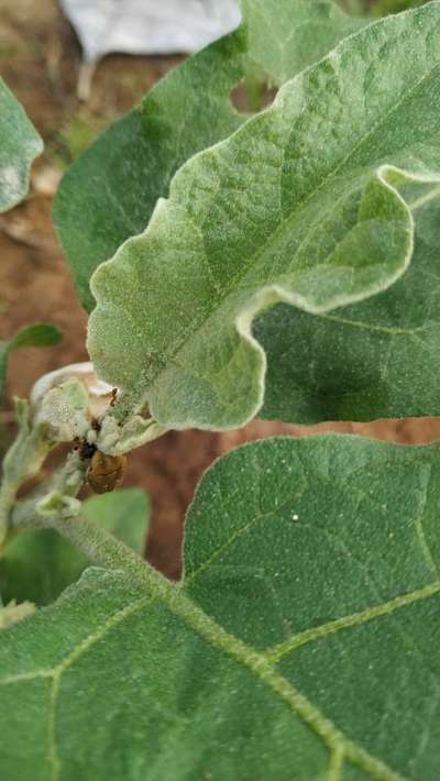 Aphids - Brinjal