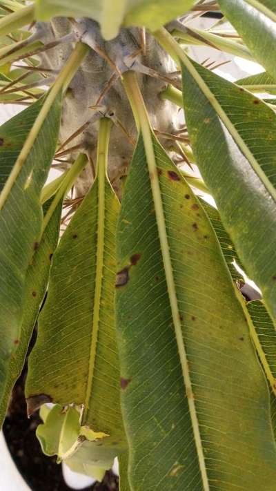 Mancha negra bacteriana del mango - Mango