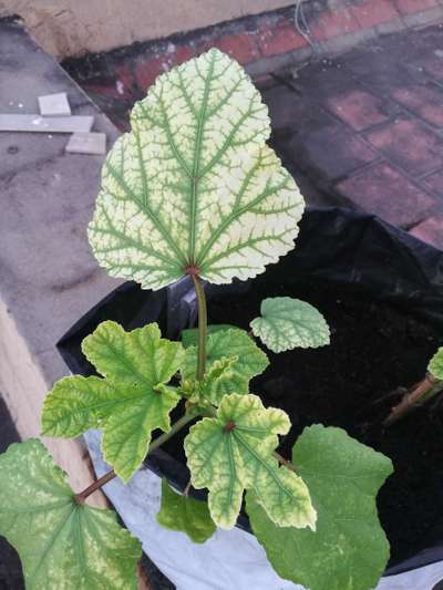 Spider Mites - Okra