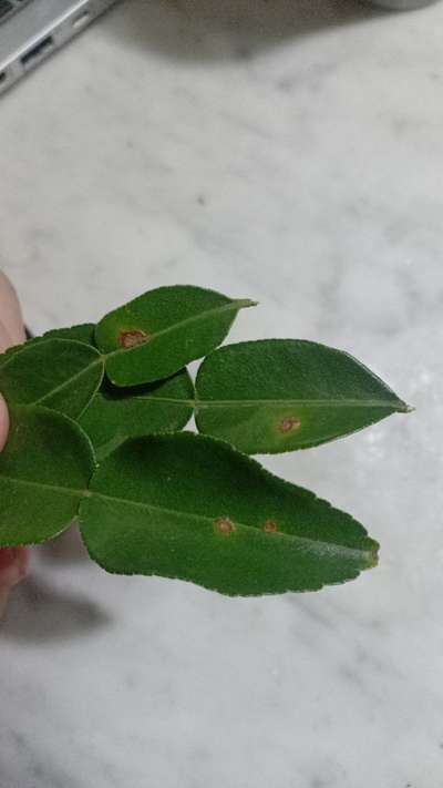 Leaf Spot of Citrus - Citrus