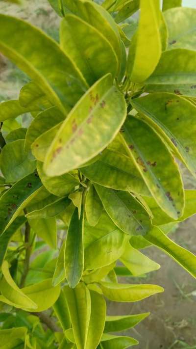 Nitrogen Deficiency - Citrus