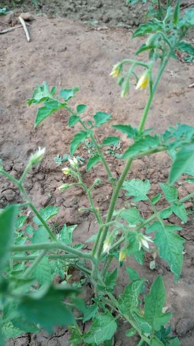 ಎಲೆಕೊರಕ ನುಸಿ - ಟೊಮೆಟೊ