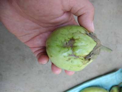 Thrips - Brinjal