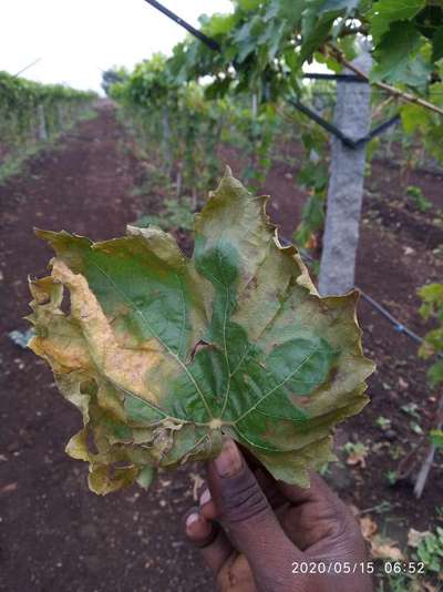 ದ್ರಾಕ್ಷಿಯ ಡೌನಿ ಮಿಲ್ಡ್ಯೂ - ದ್ರಾಕ್ಷಿ