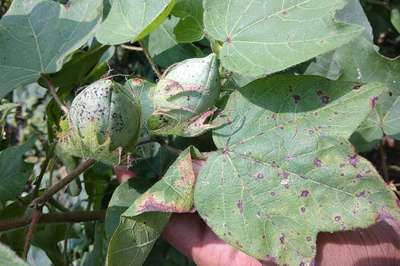 Alternaria Leaf Spot of Cotton - Cotton