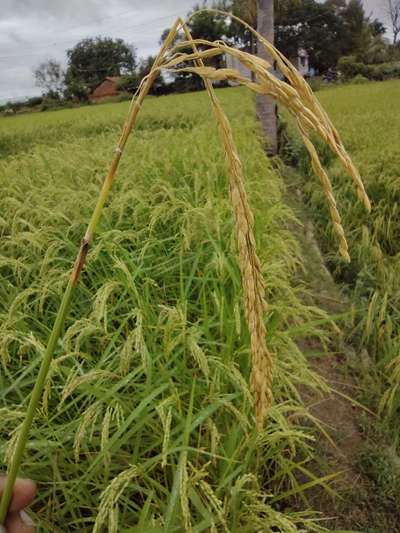 பாக்டீரியக் கதிர் கருகல் நோய் - அரிசி