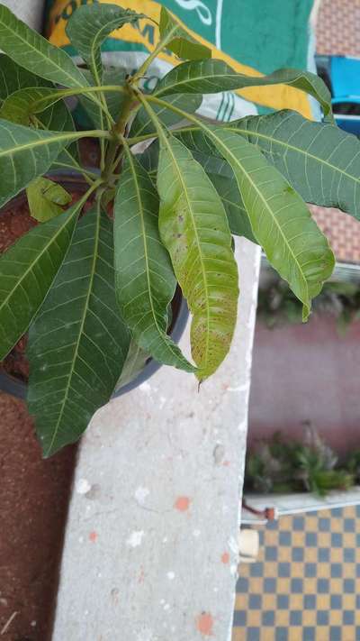 Bacterial Black Spot of Mango - Mango