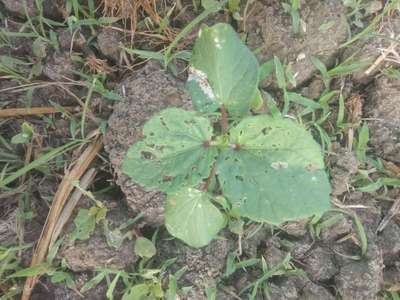 துள்ளும் வண்டுகள் (ஃப்ளீ  பீட்டில்) - வெண்டக்காய்